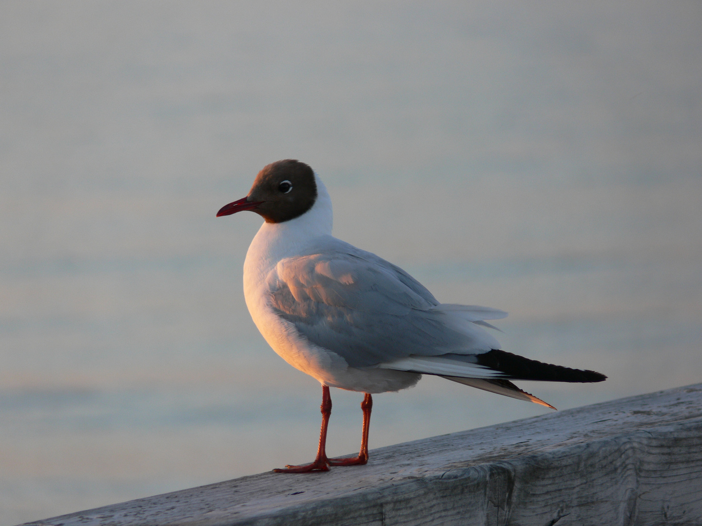 Möwe