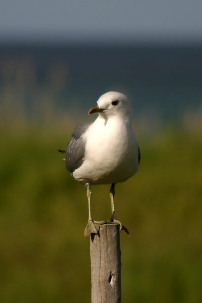 Möwe