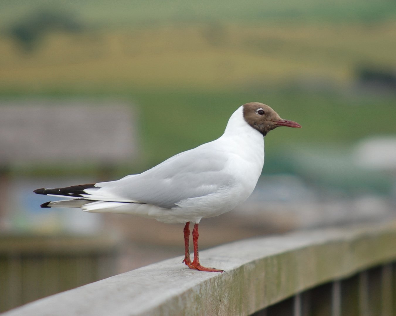 Möwe