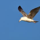 Möwe der Wind mit Dir sein ;)