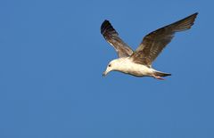 Möwe der Wind mit Dir sein ;)