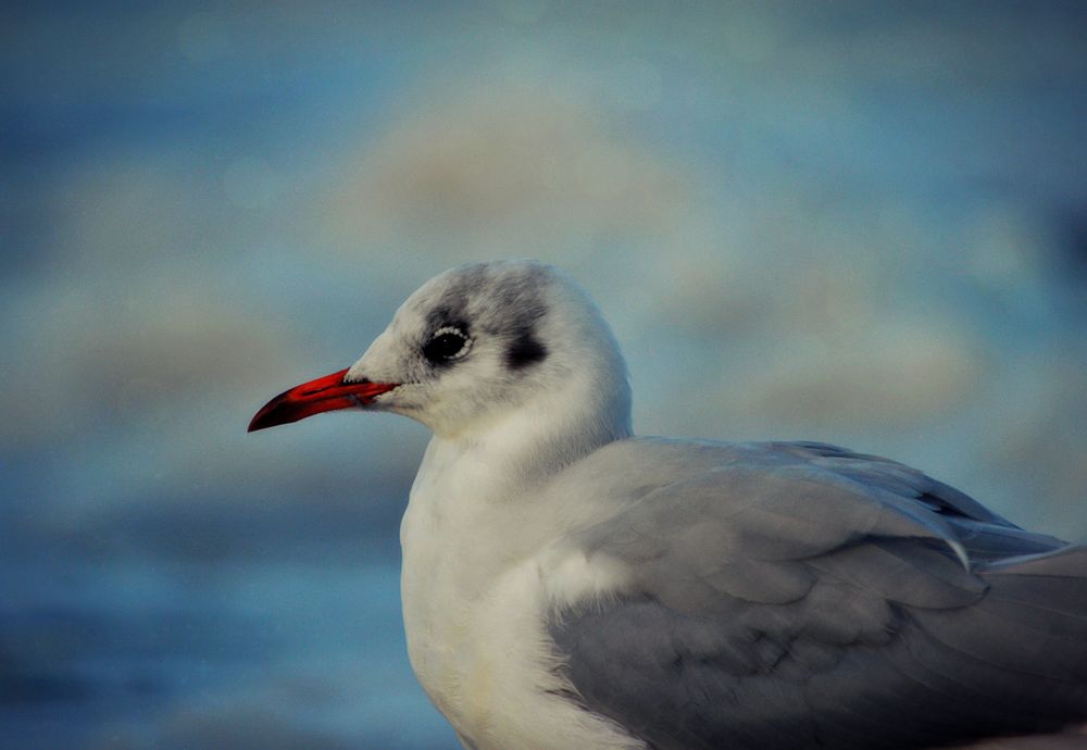 Möwe Detail