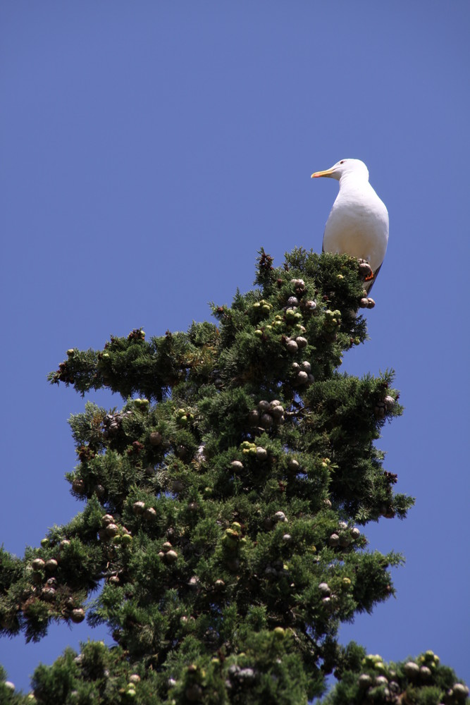 Möwe