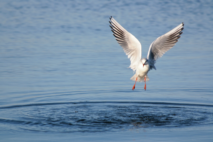 Möwe die 3.