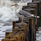 Möwe die an der Ostsee wohnt