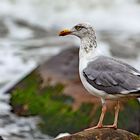 MÖWE die auf einem Stein sitzt