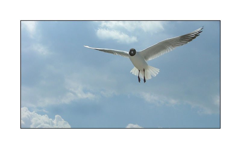 Möwe - die Erste - was guckst du? eh!