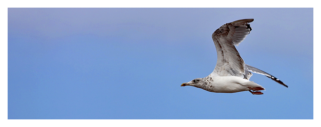 Möwe die von rechts nach links fliegt