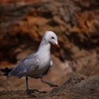 Möwe die watschelt wie ne Ente