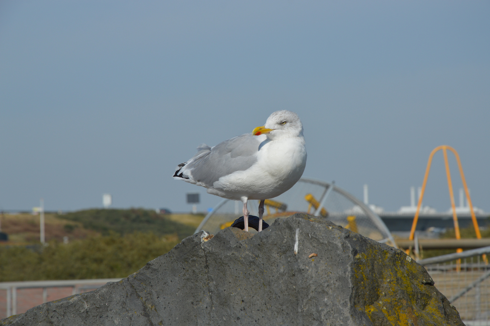 Möwe