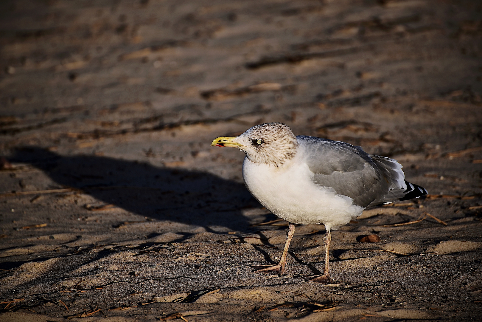 Möwe