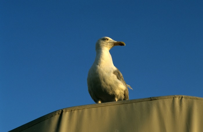 Möwe