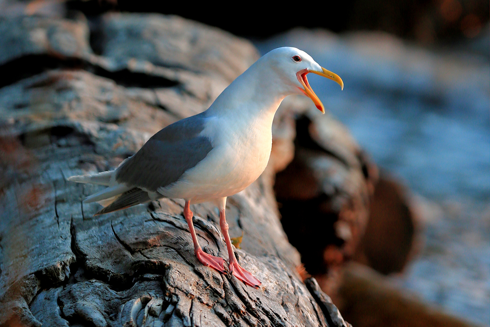 Möwe Foto & Bild | sony-fotowettbewerb, natur, wildlife Bilder auf