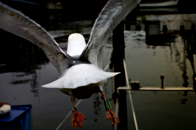 Möwe einmal von hinten