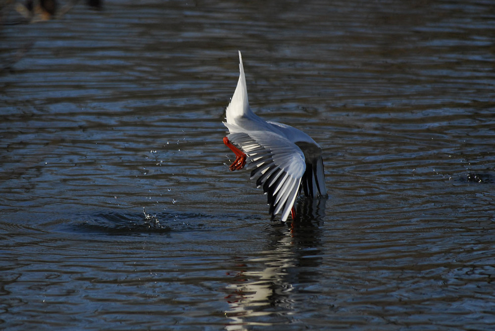 Möwe Eintauchen