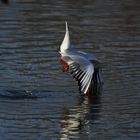 Möwe Eintauchen