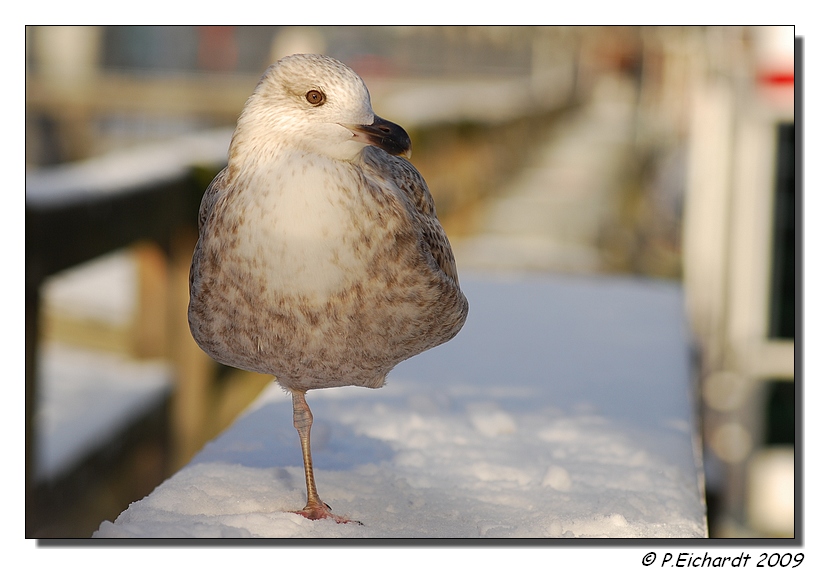 Möwe eiskalt erwischt