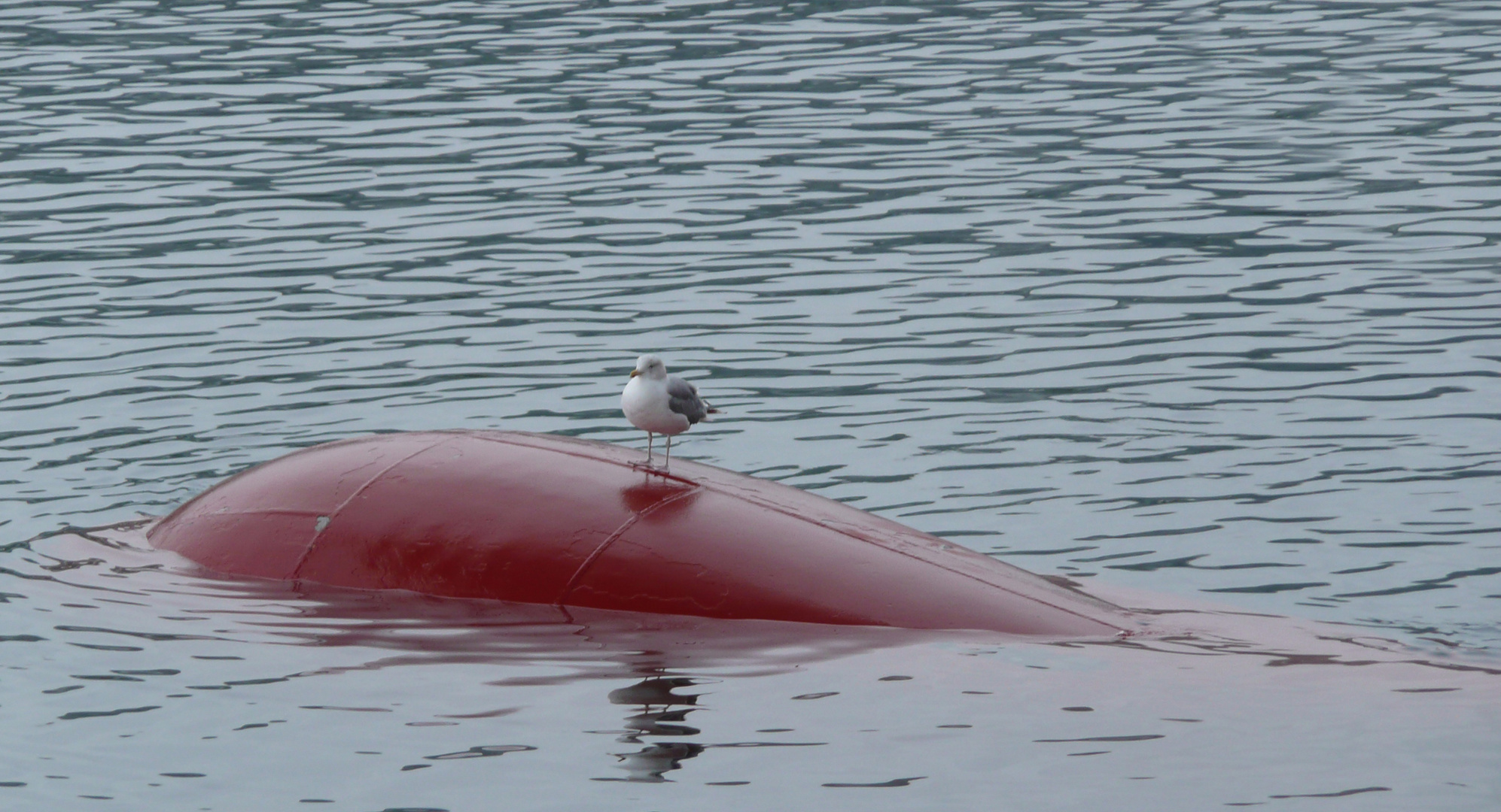 Möwe Emil nimmt die Hurtigruten-Schiffe nach Norwegen