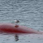 Möwe Emil nimmt die Hurtigruten-Schiffe nach Norwegen