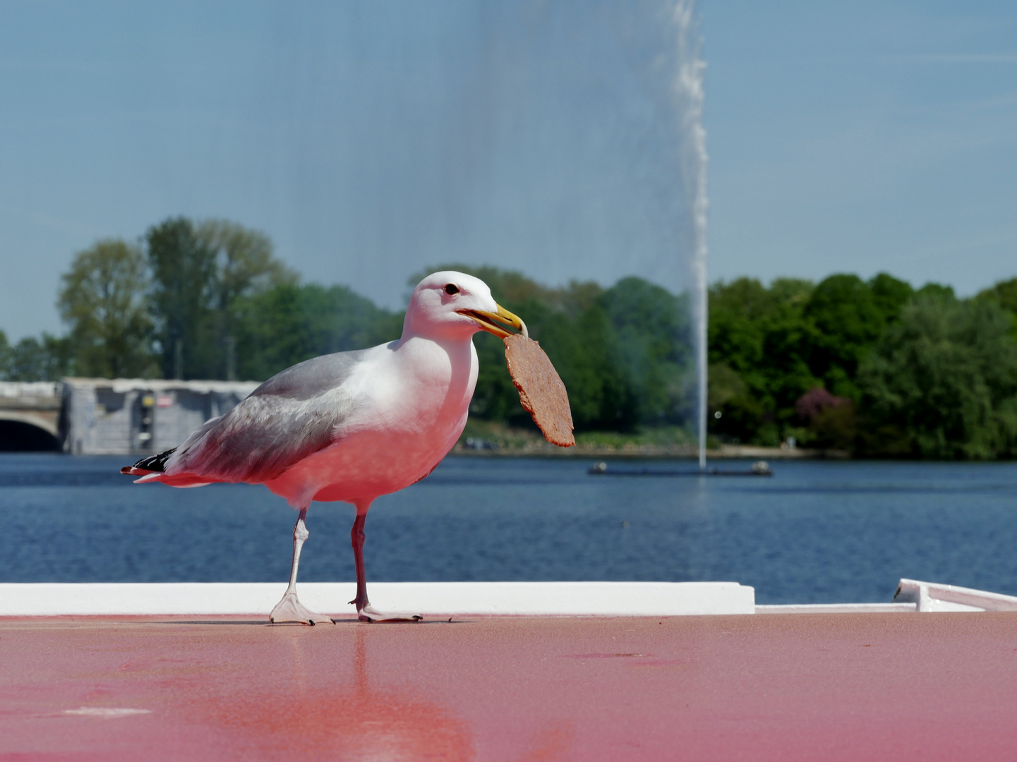 Möwe erbeutet dicken Keks auf Alsterdampfer sitzend