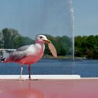 Möwe erbeutet dicken Keks auf Alsterdampfer sitzend