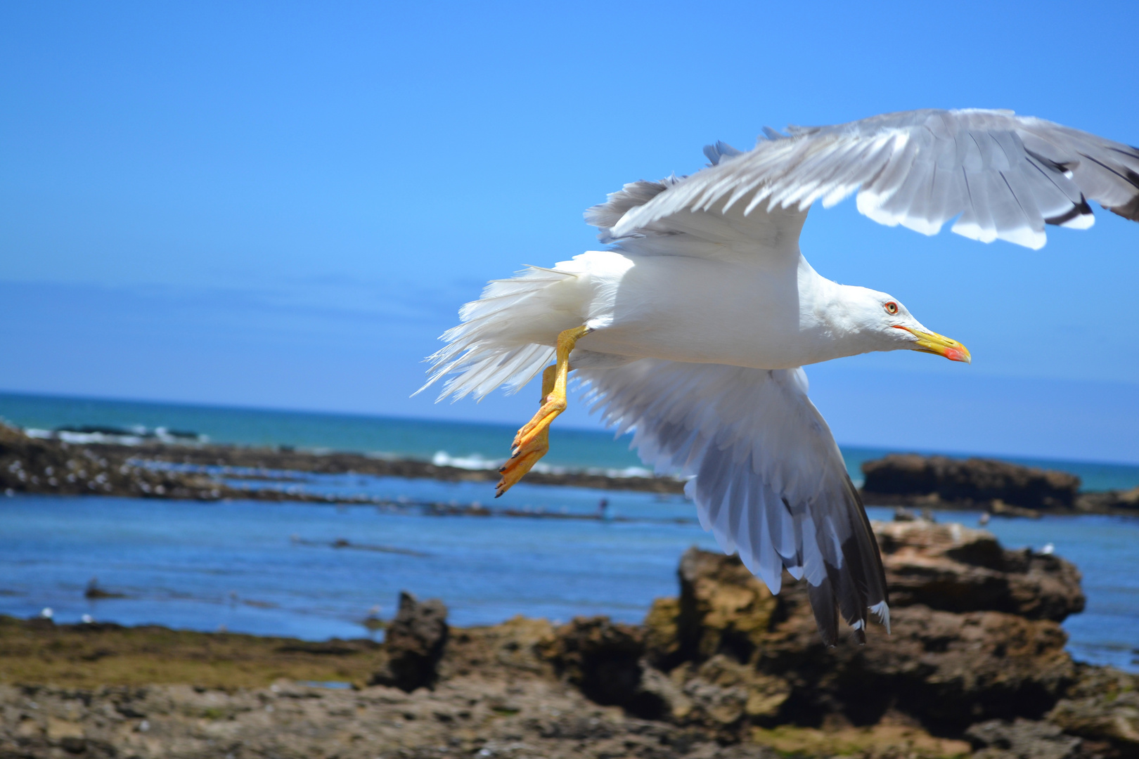 Möwe, Essaouira