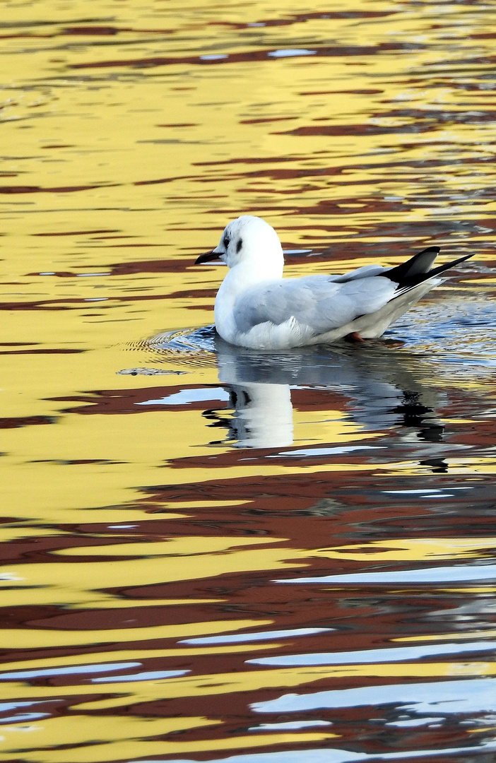 Möwe.