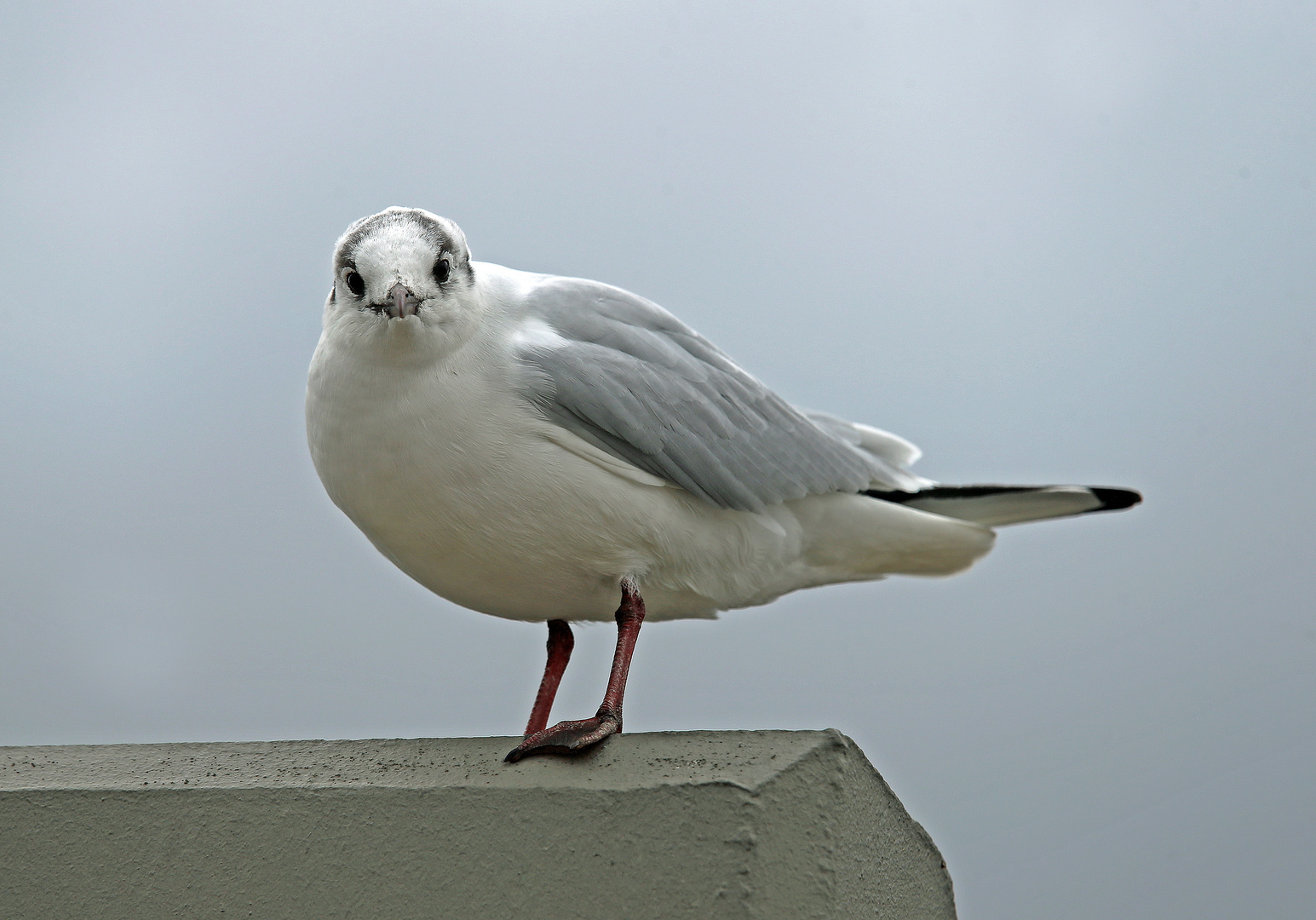 Möwe