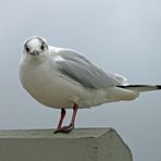 Möwe