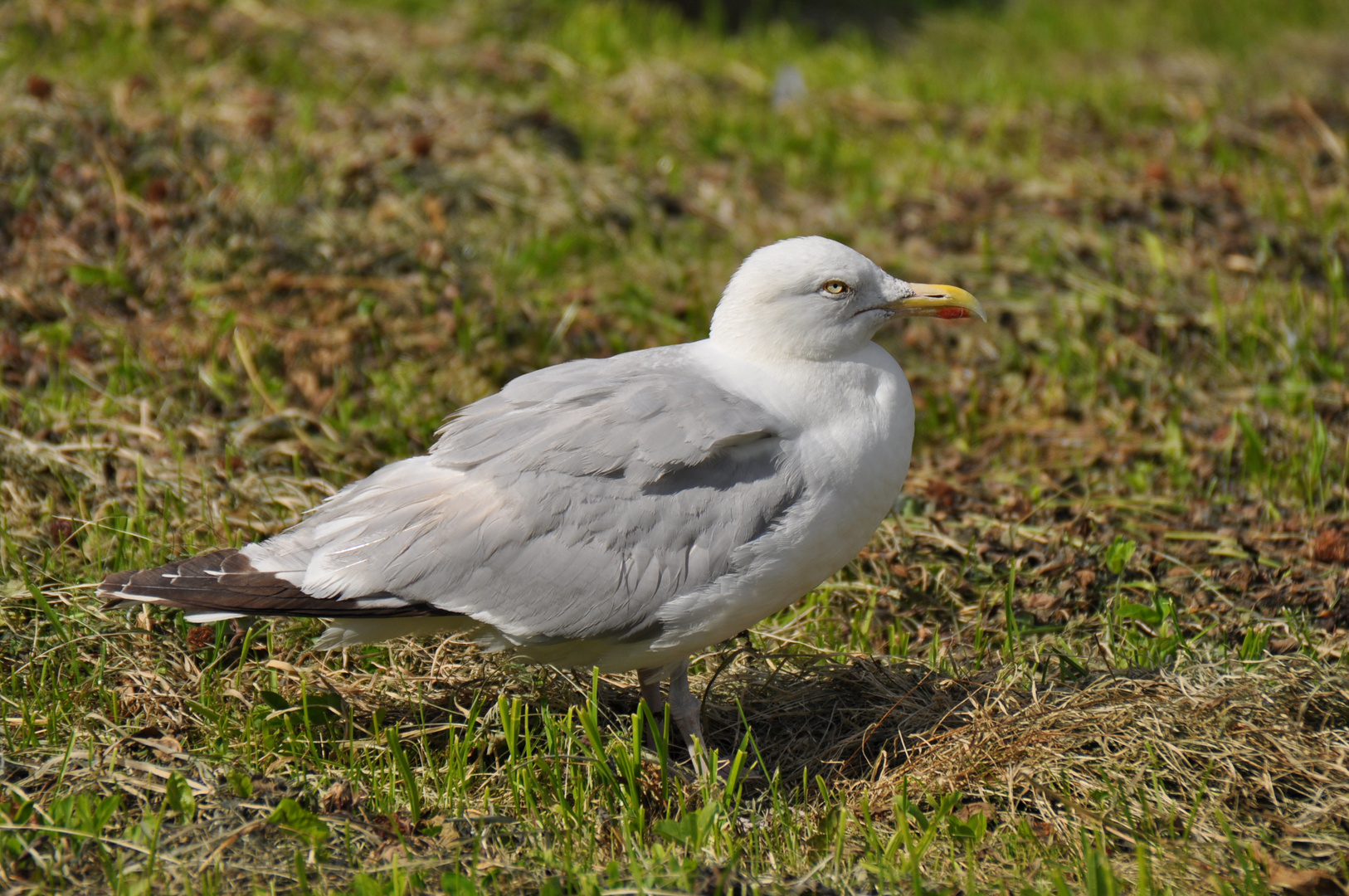 Möwe