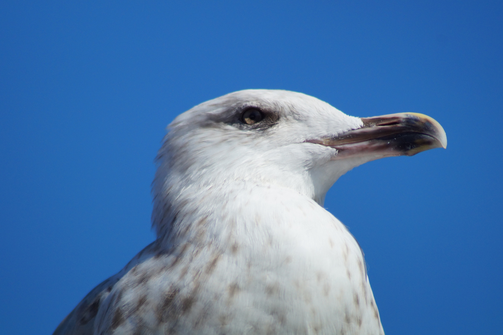 Möwe