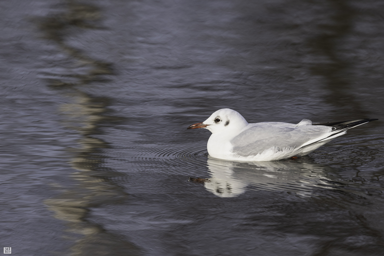 Möwe