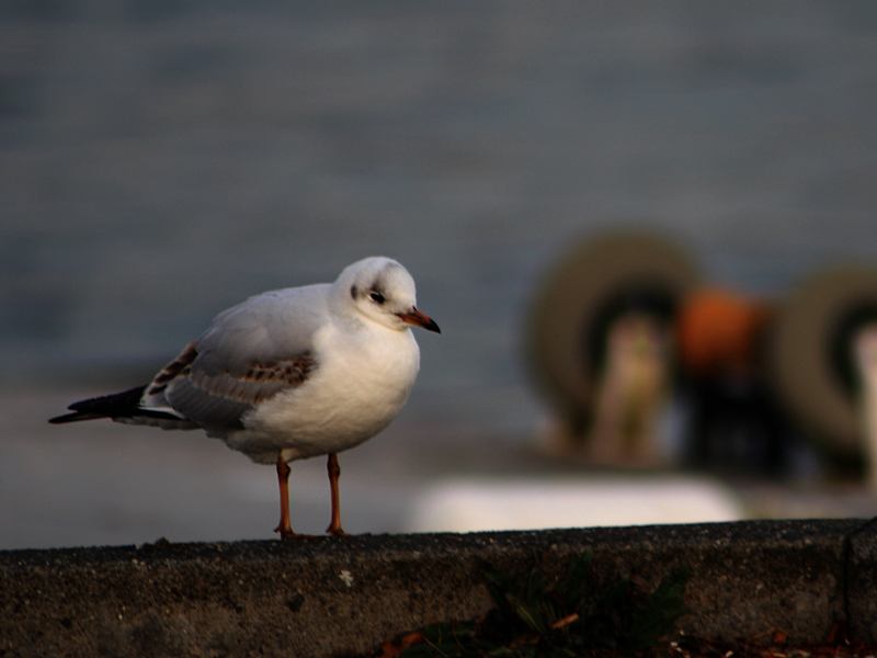 Möwe