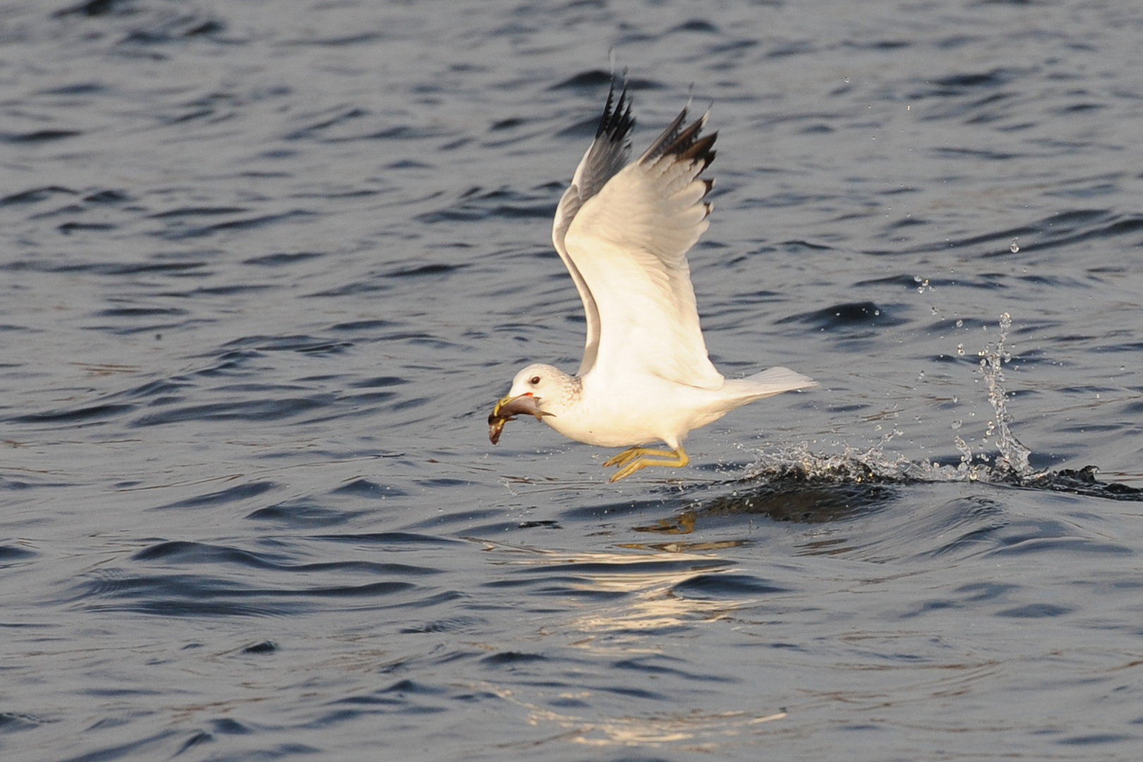 Möwe fängt Fisch