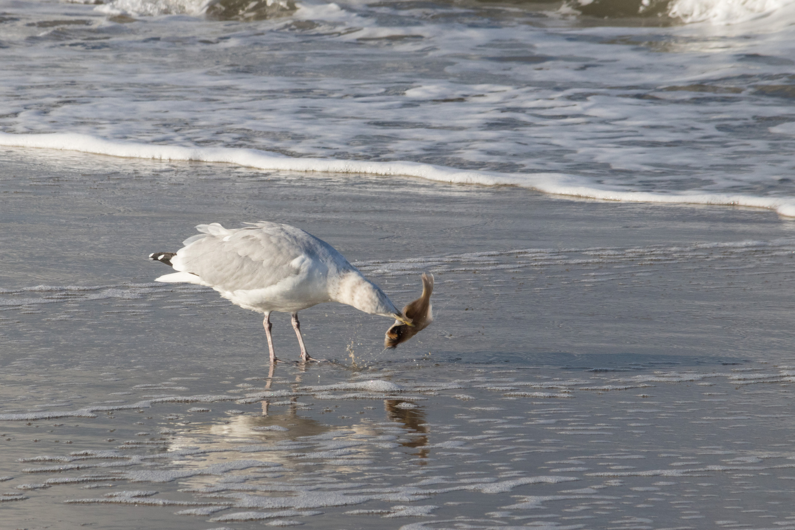 Möwe fängt Fisch