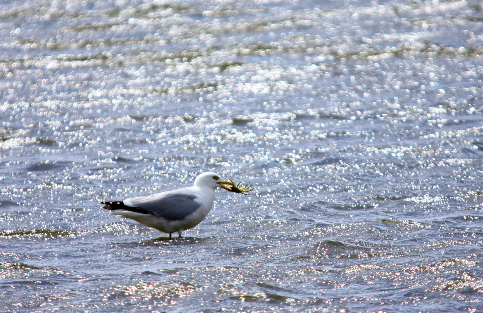 Möwe fängt Krabbe