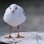 Möwe