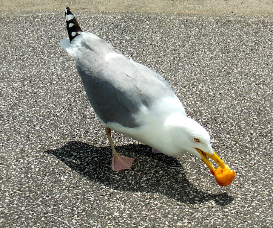 Möwe