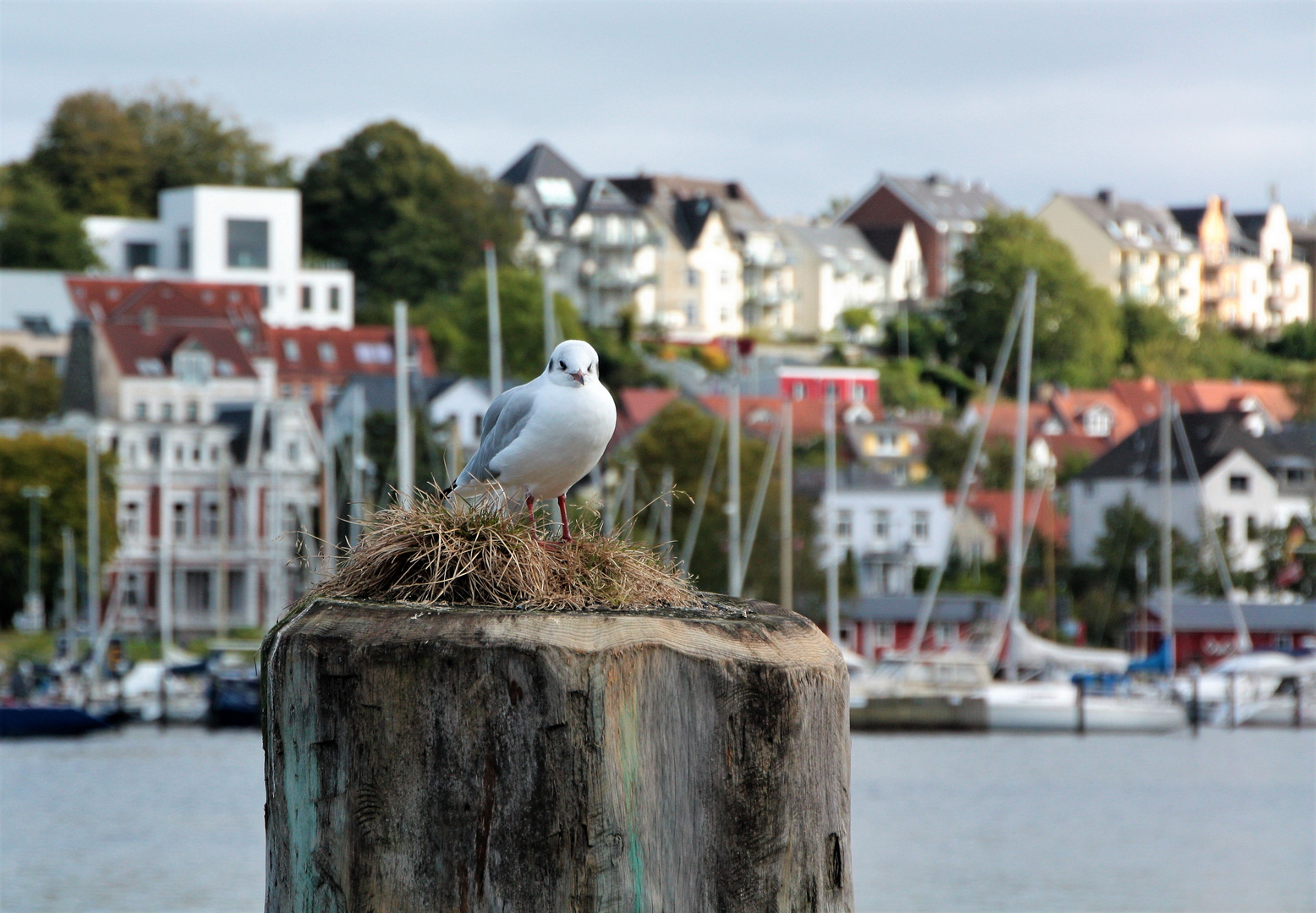 Möwe Flensburger Hafen