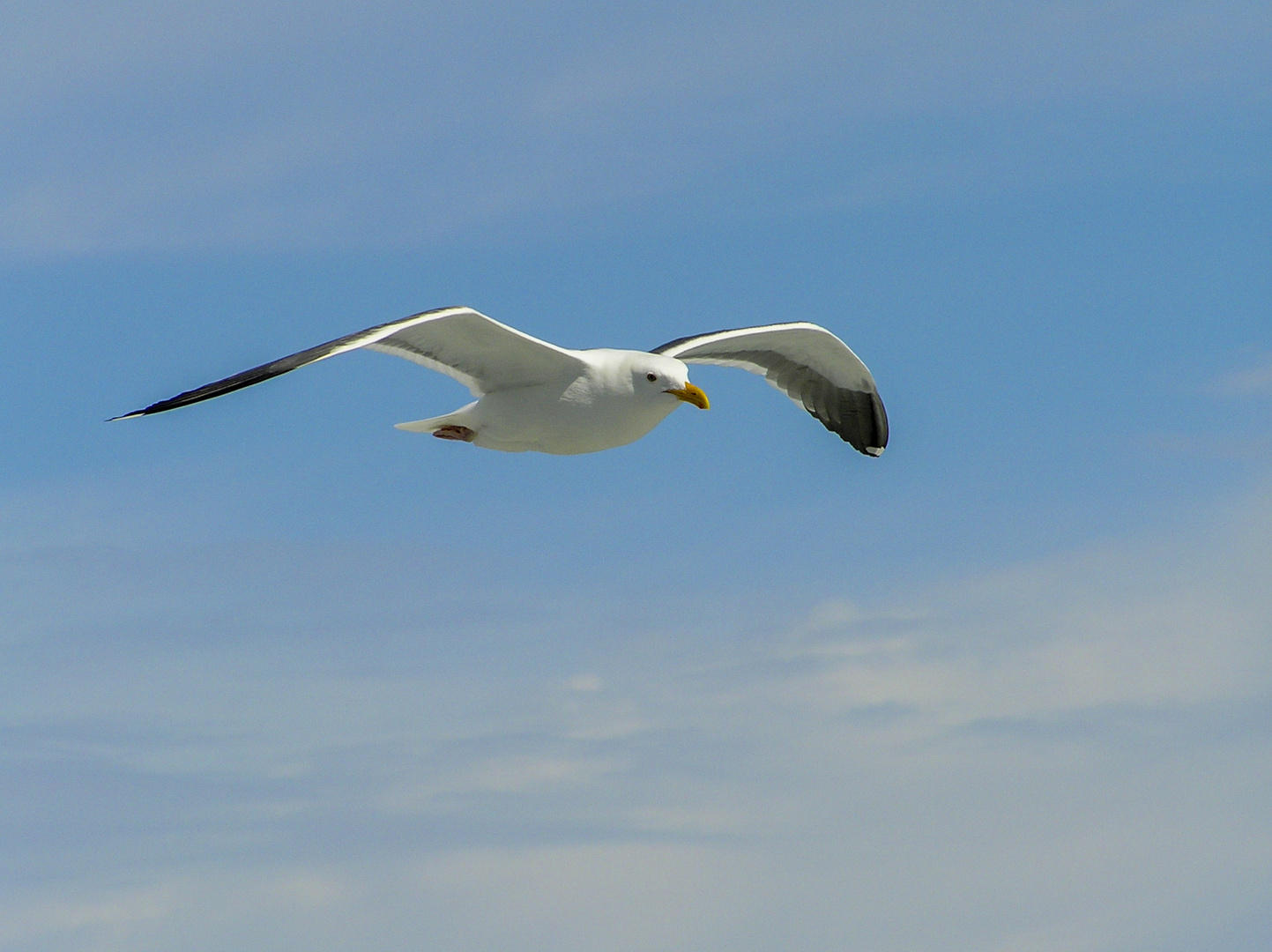 Möwe fliegend