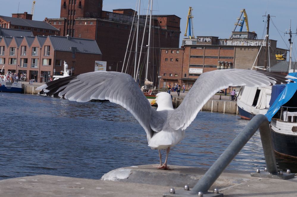 Möwe Fliegt