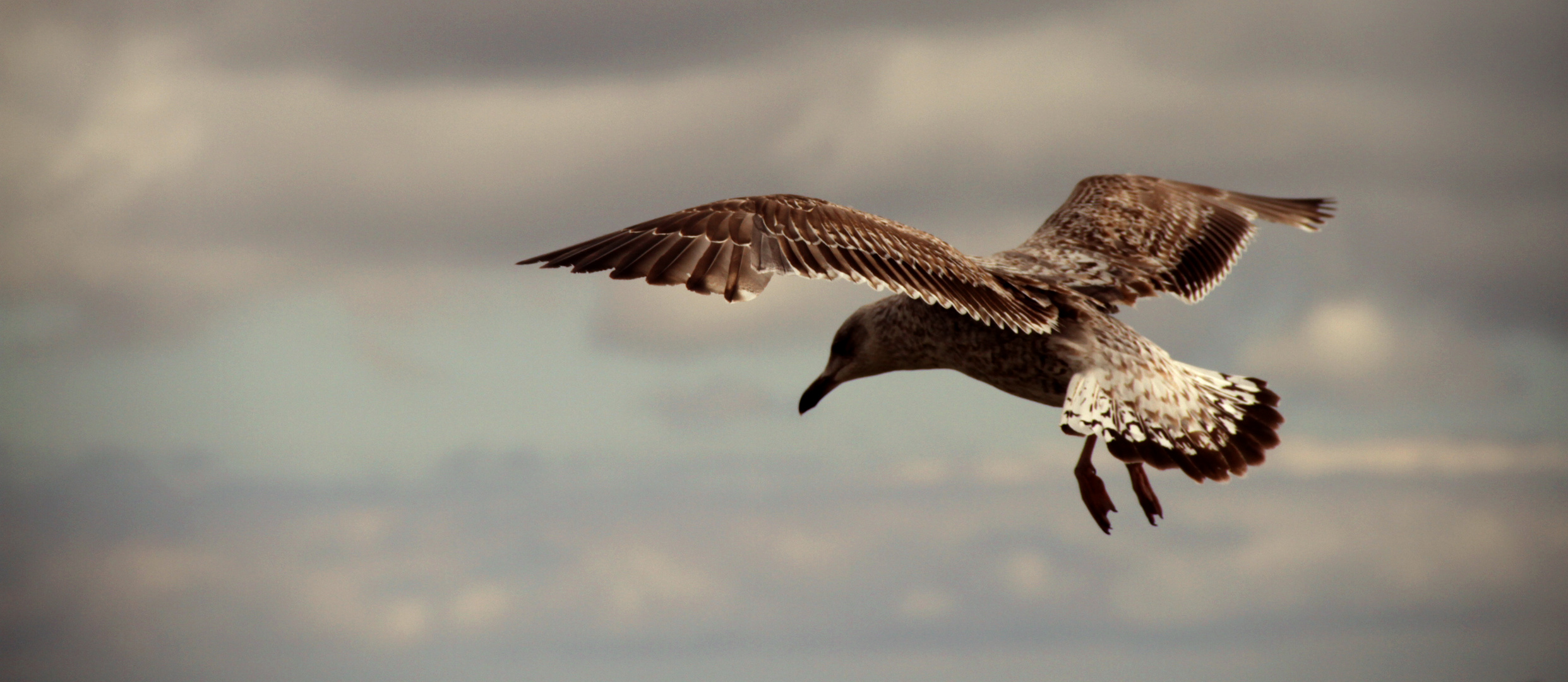 Möwe fliegt