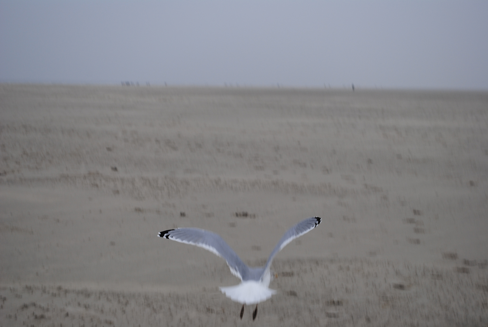 Möwe fliegt in Horizont