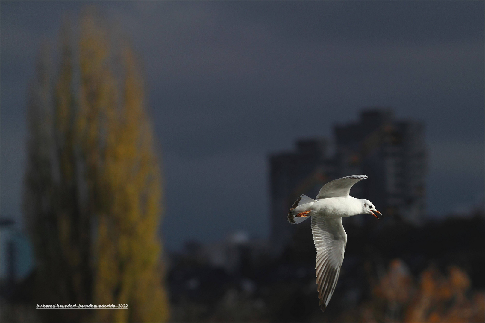 Möwe fliegt über MaxEythSee