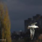 Möwe fliegt über MaxEythSee