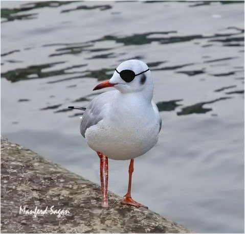 Möwe Frieda