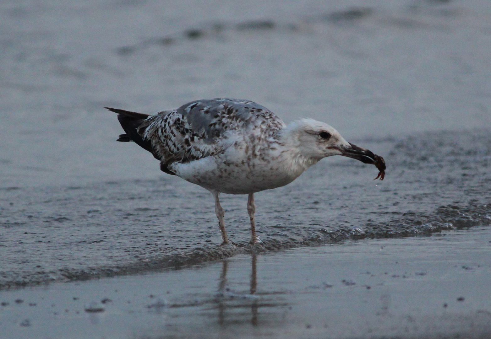 Möwe frisst Krabbe