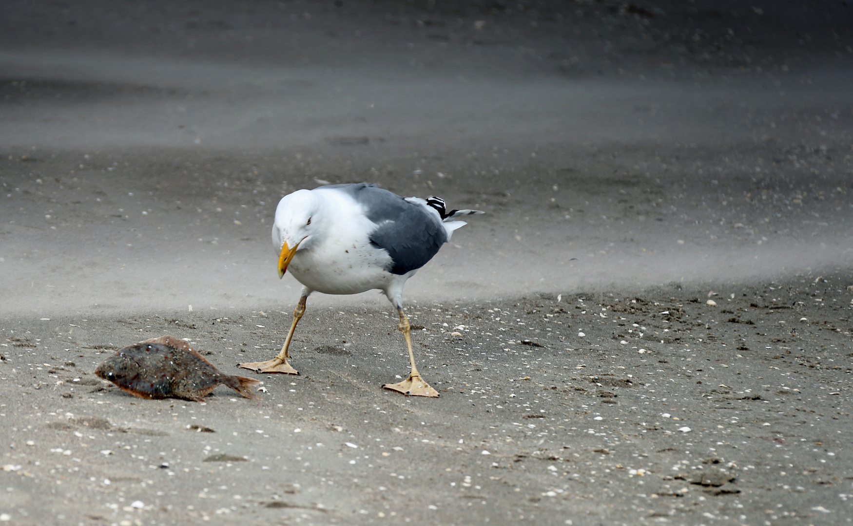 Möwe frisst Plattfisch