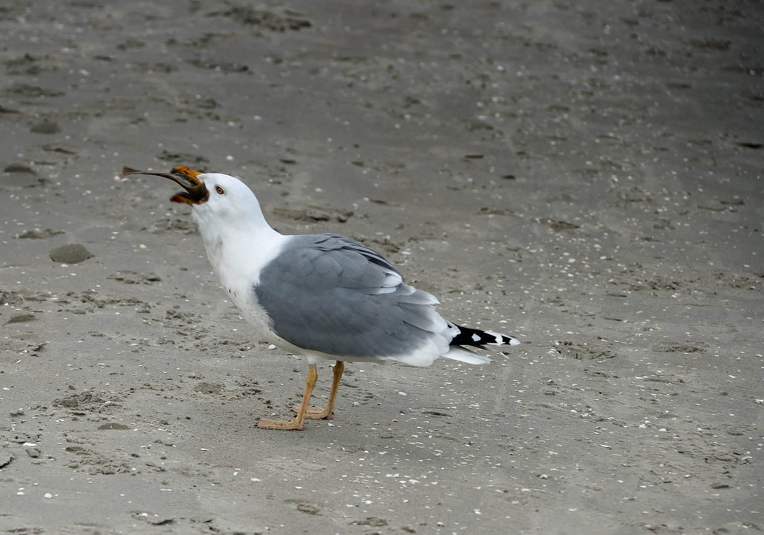 Möwe frisst Plattfisch