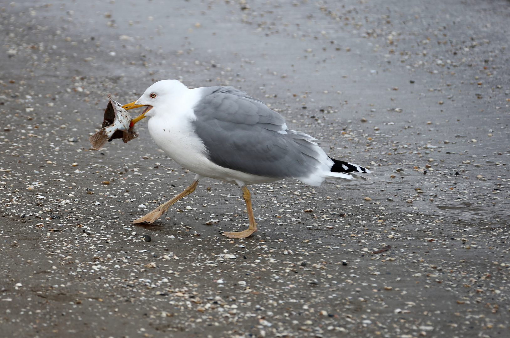 Möwe frisst Plattfisch